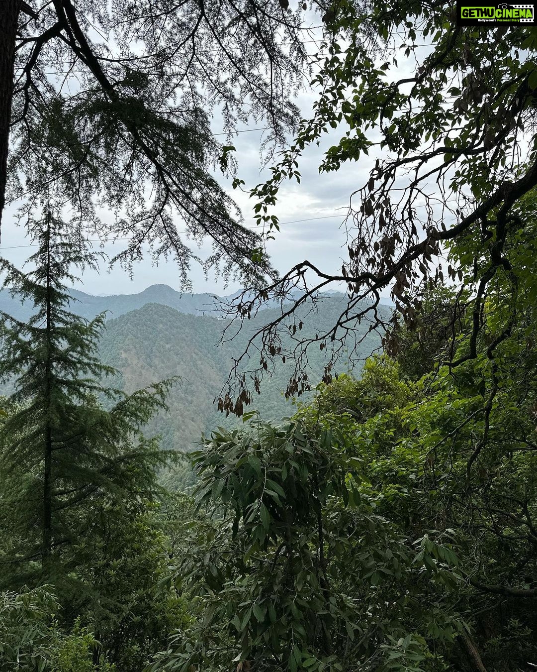 Dia Mirza Instagram - Bless you tree 🌳 thank you tree 🌏🕊️🐯♾️ A tree that has lived hundreds of years and witnessed the changes of our world, must carry so much wisdom… An entire ecosystem depends on this Deodar tree 💚 May it live on in all it’s glory! #SummerHolidays #SunsetKeDivane @vaibhav.rekhi Including this poem that Dadi wrote after she saw this post ❤️🦋 @rekhi.poonam Bless you Tree! Thank you Tree!/ So many gifts you give to me!/ Fruits and flowers, leafy shade,/ Twiggy nests in your crown laid,/ Shelter from the pouring rain/ Seeds that drop upon the plain/ Bless you Tree! Thank you Tree!/ You’re a true friend I can see! Landour, Mussoorie