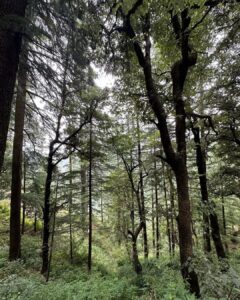 Dia Mirza Instagram - Bless you tree 🌳 thank you tree 🌏🕊️🐯♾️ A tree that has lived hundreds of years and witnessed the changes of our world, must carry so much wisdom… An entire ecosystem depends on this Deodar tree 💚 May it live on in all it’s glory! #SummerHolidays #SunsetKeDivane @vaibhav.rekhi Including this poem that Dadi wrote after she saw this post ❤️🦋 @rekhi.poonam Bless you Tree! Thank you Tree!/ So many gifts you give to me!/ Fruits and flowers, leafy shade,/ Twiggy nests in your crown laid,/ Shelter from the pouring rain/ Seeds that drop upon the plain/ Bless you Tree! Thank you Tree!/ You’re a true friend I can see! Landour, Mussoorie