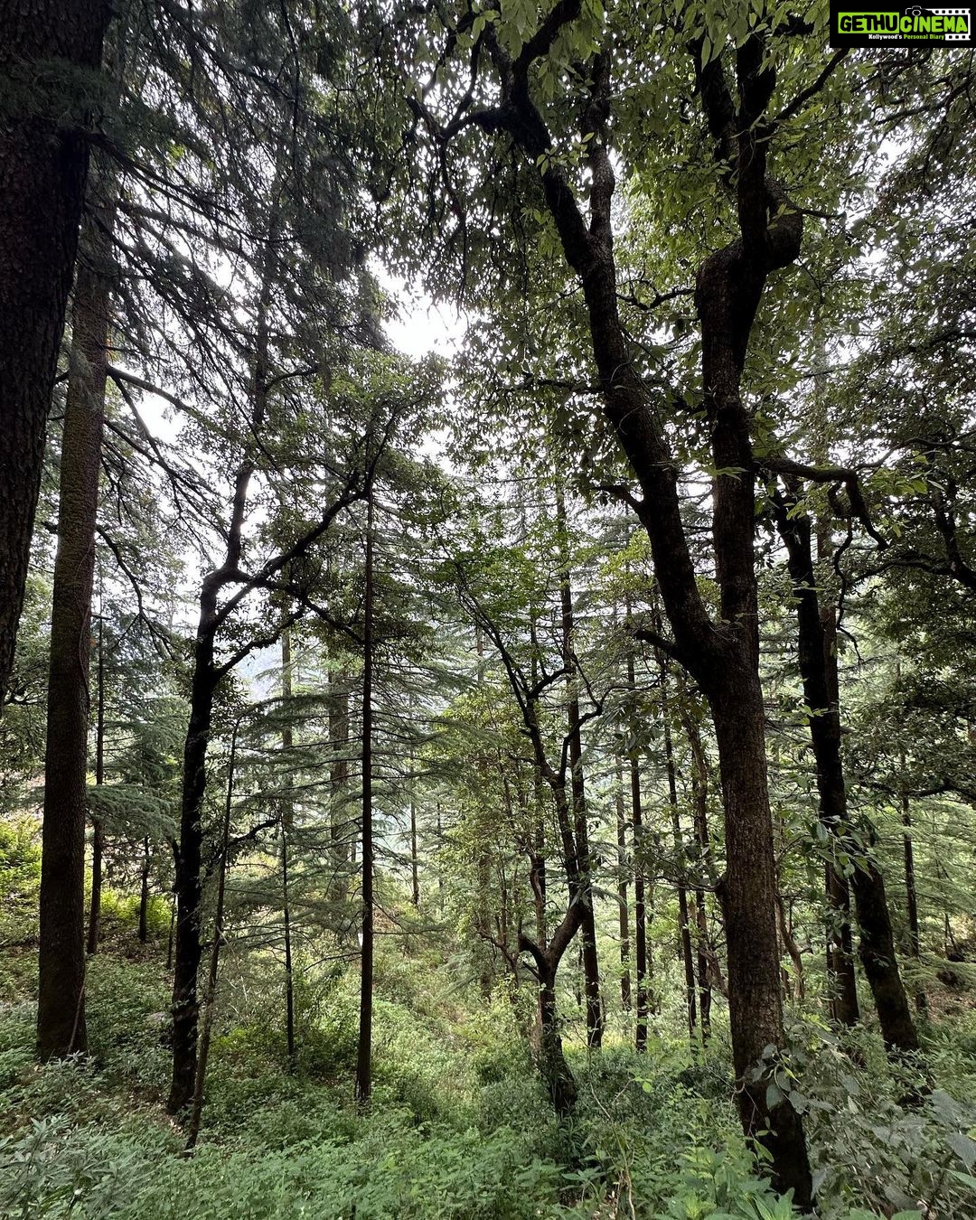 Dia Mirza Instagram - Bless you tree 🌳 thank you tree 🌏🕊️🐯♾️ A tree that has lived hundreds of years and witnessed the changes of our world, must carry so much wisdom… An entire ecosystem depends on this Deodar tree 💚 May it live on in all it’s glory! #SummerHolidays #SunsetKeDivane @vaibhav.rekhi Including this poem that Dadi wrote after she saw this post ❤️🦋 @rekhi.poonam Bless you Tree! Thank you Tree!/ So many gifts you give to me!/ Fruits and flowers, leafy shade,/ Twiggy nests in your crown laid,/ Shelter from the pouring rain/ Seeds that drop upon the plain/ Bless you Tree! Thank you Tree!/ You’re a true friend I can see! Landour, Mussoorie