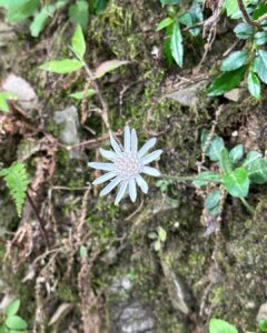 Dia Mirza Instagram - We spent the last few days in #Landour taking walks in the forest, listening to the stridulation of cicadas, watching birds, monkeys and learning about flora and fauna with @purisahib 😍🦋💙🕊️🌏 The kids had such an amazing time!!! Nothing feels better than being in nature. #SummerHolidays done right ✅ Thank you @the_fern_cottage @purisahib and @piyukapoor for the magic 🌟 #SunsetKeDiVane @vaibhav.rekhi Landour, Mussoorie
