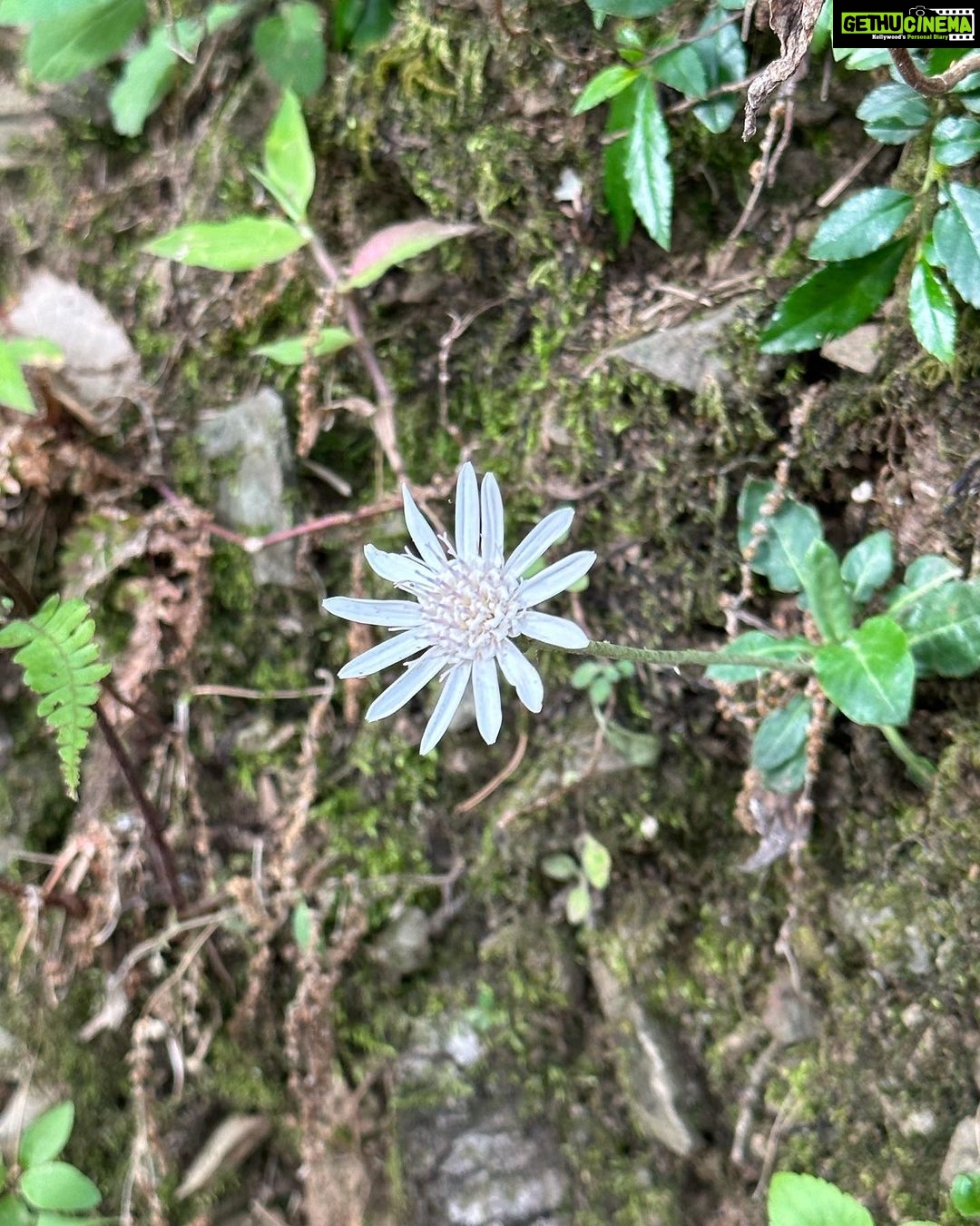 Dia Mirza Instagram - We spent the last few days in #Landour taking walks in the forest, listening to the stridulation of cicadas, watching birds, monkeys and learning about flora and fauna with @purisahib ππ¦πποΈπ The kids had such an amazing time!!! Nothing feels better than being in nature. #SummerHolidays done right β
Thank you @the_fern_cottage @purisahib and @piyukapoor for the magic π #SunsetKeDiVane @vaibhav.rekhi Landour, Mussoorie