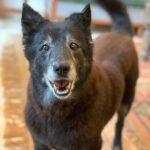 Divya Spandana Instagram - You live on my sweet girl, Brandy. You’re pure love.