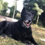 Divya Spandana Instagram – You live on my sweet girl, Brandy. You’re pure love.