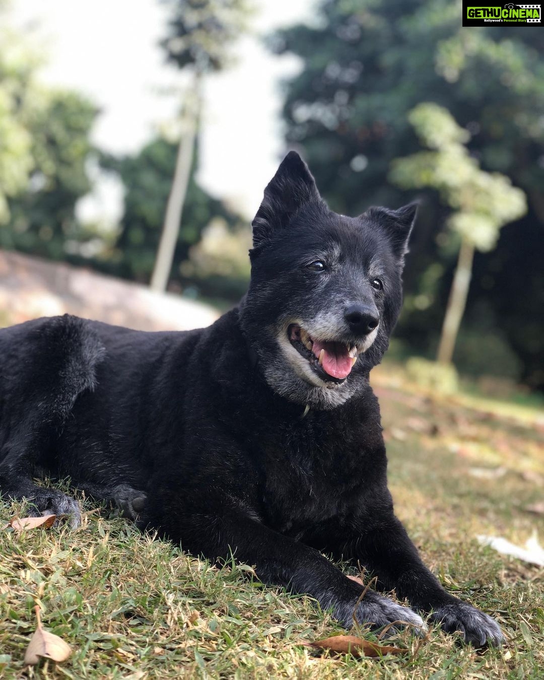 Divya Spandana Instagram - You live on my sweet girl, Brandy. You’re pure love.