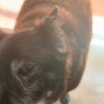 Divya Spandana Instagram – You live on my sweet girl, Brandy. You’re pure love.