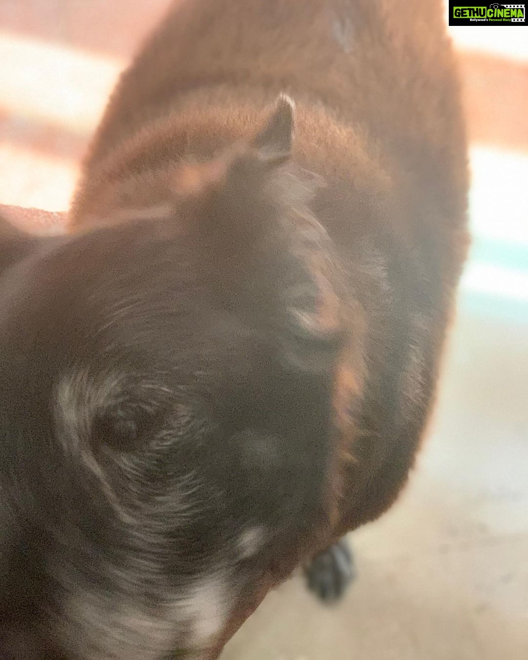 Divya Spandana Instagram - You live on my sweet girl, Brandy. You’re pure love.