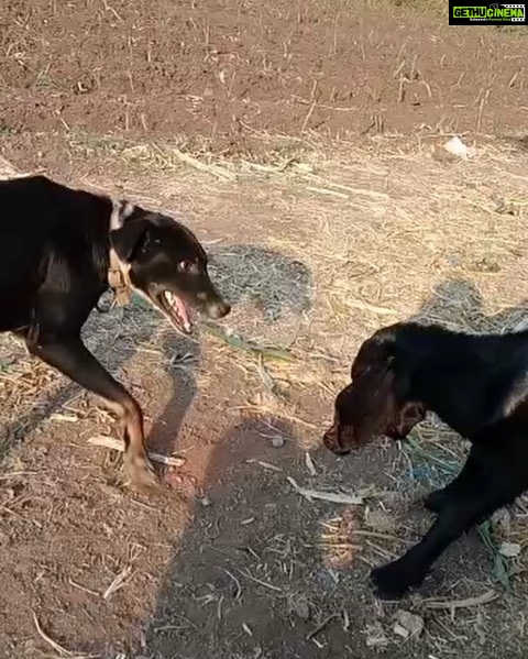Divya Spandana Instagram - How cute are these two? They say goats are canine like- and I believe it. The baby goat and the dog (Moti as in Pearl) playing in a field at Jadhav ji’s village. Jadhav ji works at a chemist close to where I stay and he thinks Moti looks like Champ so he showed me this video. I thought it was an adorable video, sharing with you so it puts a smile on your face 🤗♥ Also, so much to learn from them right? Love is such a beautiful thing to share not only with your own kind but with every being. #dogsofinstagram #goatsofinstagram