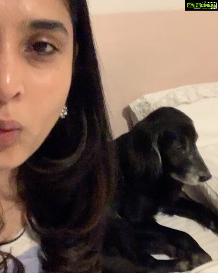 Divya Spandana Instagram - 🙃😘 For all those reminding me- Yes, I forgot about the audio!🙈 but you all know what a whistle sounds like. Whistle along with me 😀 I was trying to get Champ’s attention, but he no care! 🤪