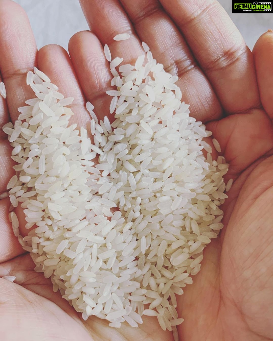 Divya Spandana Instagram - Thank you @gurmeharrr for the mention 🤗 In India we say Annadata Sukhi Bhava or Annadata Sukhino Bhavantu which is a Sanskrit shloka translates to -May the provider of the food be happy. Sadly, today, the farmers of our country, the providers of our food are unhappy. They are fighting against the farm laws that take away their rights. It’s our duty to stand by them in their time of difficulty. I’m tagging some superwomen I know to post a picture of their favourite grain/legumes/vegetable/fruit and share a recipe of their comfort food using the hashtag #Happinessforfarmers #ರೈತರಹಕ್ಕು @soniajain_thinkingbodies @ritika.jolly @vaishalimp @mitali.rannorey @gauravi_vinay @sandhyashekar please take this forward! Rice. The staple food of India- takes 4 months of intensive labour to grow. Rice nourishes my soul. I can’t live without it. I buy my grains from @biobasicsin The recipe I’m sharing is of Chitranna, my go-to comfort food. Ingredients Onions Tomato Urad dal Rice Mustard Curry leaves Green chilies Turmeric Salt Oil Coriander * In a kadai heat 2 tbsp oil and add 1 tsp mustard, 1 tsp urad dal and few curry leaves. * splutter the tempering without burning. * add a few chopped green chillies * add 1-2 onion and saute well. * add 1-2 tomato’s and saute for a minute. * cover and cook until tomatoes turn soft and mushy. * add ¼ tsp turmeric and 1 tsp salt * add in 2½ cup cooked rice and mix gently. * cook on low flame for 5 minutes or until flavours are absorbed. * garnish with coriander * Tip: Enjoy tomato chitranna with hot kaara chips! 🤤♥️