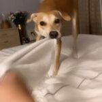 Divya Spandana Instagram - It’s been a year since Rani is with us. Found Rani on the road just after a car had run over her. She was nursed back to health after a month at a shelter in Goa. I had two aged dogs to take care of and I wasn’t sure I could take Rani in. But here she is, and she’s for keeps :) (We don’t get to decide anything! Life does) Thank you my Ranu, my baby girl, for opening up my heart. I love love love LOVE you. Adopt an Indie. #dogs #dogsofinstagram #adoptanindie