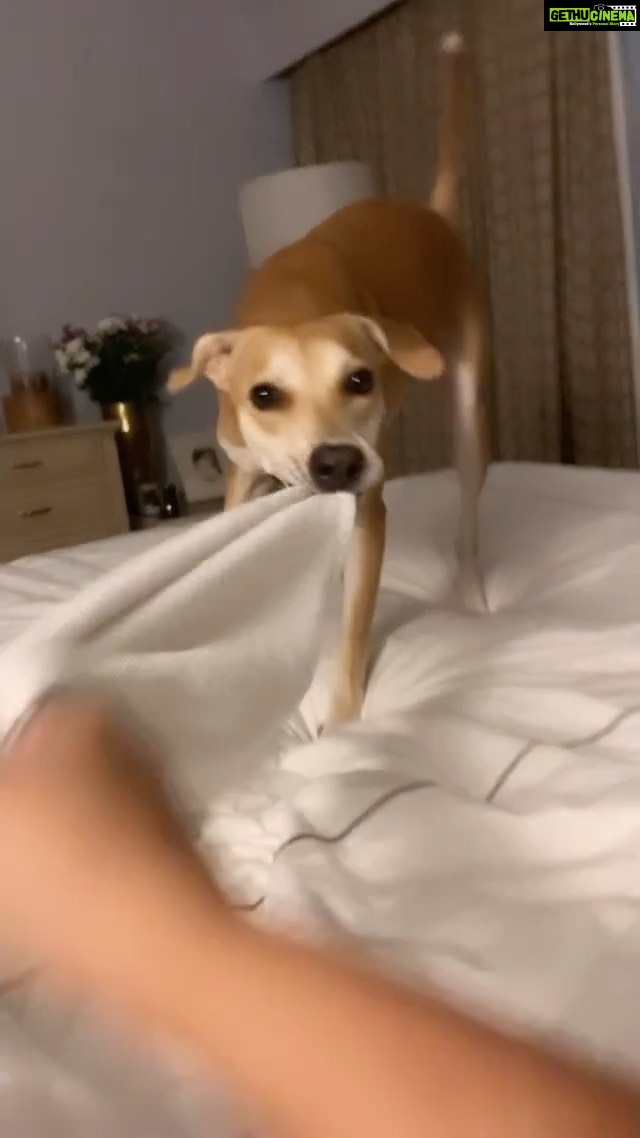 Divya Spandana Instagram - It’s been a year since Rani is with us. Found Rani on the road just after a car had run over her. She was nursed back to health after a month at a shelter in Goa. I had two aged dogs to take care of and I wasn’t sure I could take Rani in. But here she is, and she’s for keeps :) (We don’t get to decide anything! Life does) Thank you my Ranu, my baby girl, for opening up my heart. I love love love LOVE you. Adopt an Indie. #dogs #dogsofinstagram #adoptanindie