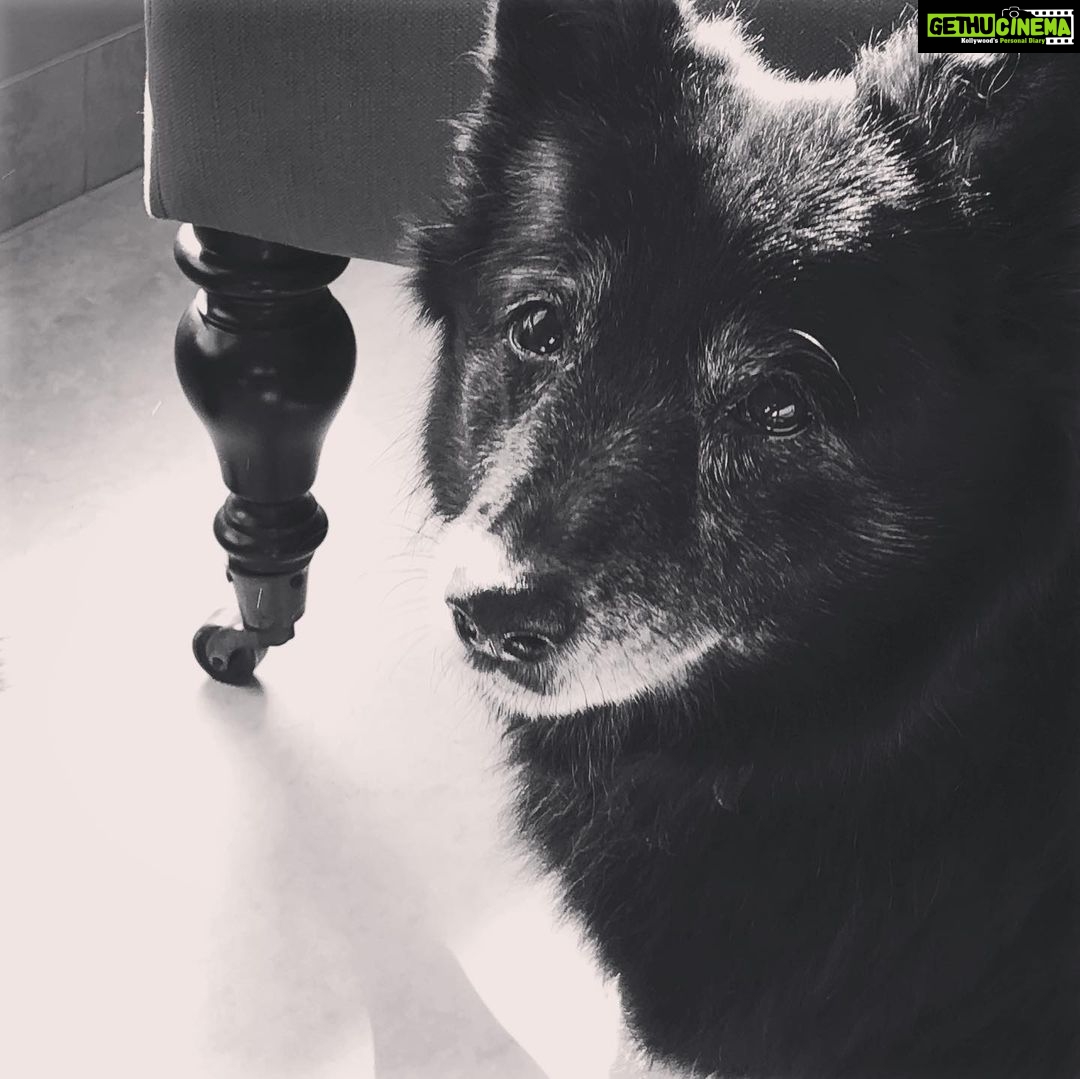 Divya Spandana Instagram - “All knowledge, the totality of all questions and answers, is contained in the dog.” Franz Kafka #internationaldogday