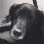 Divya Spandana Instagram - “All knowledge, the totality of all questions and answers, is contained in the dog.” Franz Kafka #internationaldogday