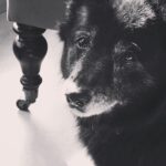 Divya Spandana Instagram - You live on my sweet girl, Brandy. You’re pure love.