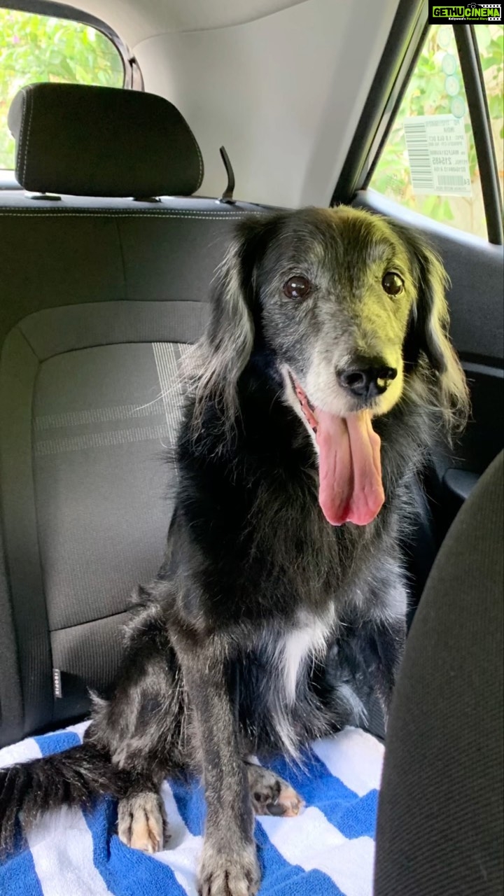 Divya Spandana Instagram - Champ turns 15! Happy birthday my boy! To lots of cuddles, treats and travels. Love love looooooovvvve you. (He’s obviously not reading this, but I think he knows 🤪) #dogsofinstagram #ilovemydog #cutedogs #lovedogs #runningoutofhashtags 😹