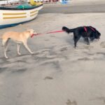 Divya Spandana Instagram - These two cuties! Champ and his bestie at the beach. ♥️ #dogsofinstagram