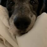 Divya Spandana Instagram - 🐾🦴🐕‍🦺 #rentfree #dogsofinstagram #spaniel #animalsdoingthings #doglover
