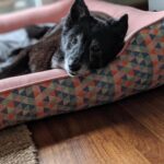 Divya Spandana Instagram – You live on my sweet girl, Brandy. You’re pure love.