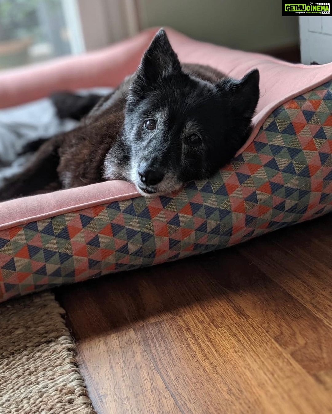 Divya Spandana Instagram - You live on my sweet girl, Brandy. You’re pure love.