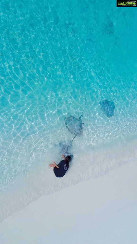 Elena Roxana Maria Fernandes Instagram - @elenarmf with her friends 😊 . . . . . . . . . . . . . . . . . . . #visit #visitmaldives #maldives #vacation #vacations #vacay #friendly #djiglobal #fulidhoo #stingray #beachlife #kinanretreat #destination #sunnysideoflife #travelphotography #travelblogger Fulidhoo