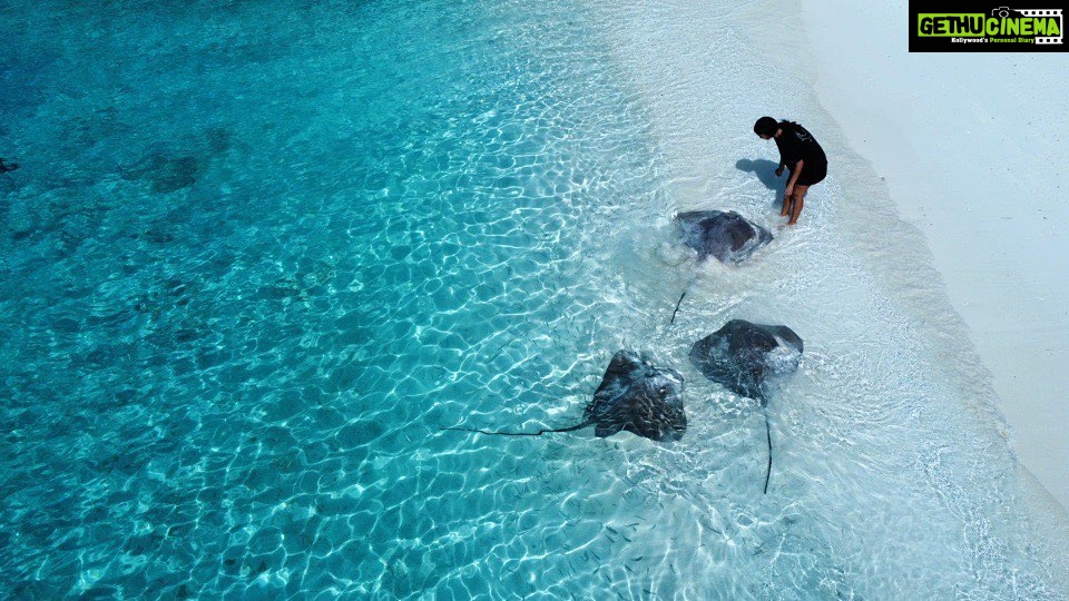 Elena Roxana Maria Fernandes Instagram - Left my heart by the sea! . . . . #sea #heart #happy #stingray #beach #sand #blue #deep #beauty #heaven #paradise #ootd #retreat #leisure #travel #slay #forever #maldives #island #maldivesislands