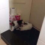 Elena Roxana Maria Fernandes Instagram - The best company one can ask for! . . . #reels #catreels #catsofinstagram #instagood #instareels #cats #reelitfeelit #fun #happiness
