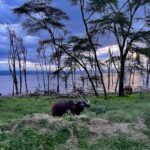 Elena Roxana Maria Fernandes Instagram - An evening spent well at the Sarova Lion Hill Lodge @sarova_hotels in Lake Nakuru National Park. A wonderful trip hosted by @visitafricaltd and @mauayako. Simply mesmerised by the beauty that this country has to offer. More on the amazing vacation soon! . . . #visitafrica #39yearsofsafari #lakenakurunationalpark #lakenakuru #kenya #sarovahotels #sarovahotelskenya #beauty #beautiful #safari #nature #wildlife #animals #nationalpark #travel #traveldiaries #travelwithelena #vacation #stay #hotel #fun #travelinstyle