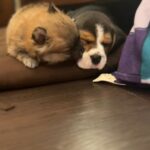 Ena Saha Instagram - Presenting my kung-fu Pandas #dream #believe #true . . . #paw #puppy #dog #dogsofinstagram #puppy #instagood