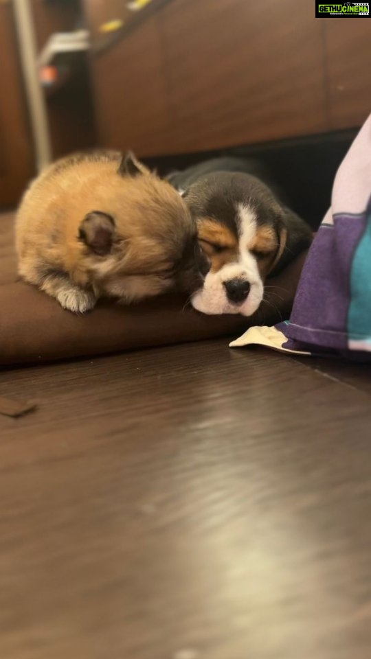 Ena Saha Instagram - Presenting my kung-fu Pandas #dream #believe #true . . . #paw #puppy #dog #dogsofinstagram #puppy #instagood