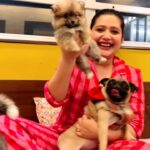 Ena Saha Instagram - Let me introduce you to my babies. Now my life is filled with peace, love, true, dream, luck, believe and hope. Say Hi Everybody 😍❤️🧿🕊️ @arya_dasguptaa helping me with the camera 🌸 #doggo #furbabies #doglove #peace #hope #puppies #adorable #petlover #instadogs #explore #enasaha #puppy #puppylove #family