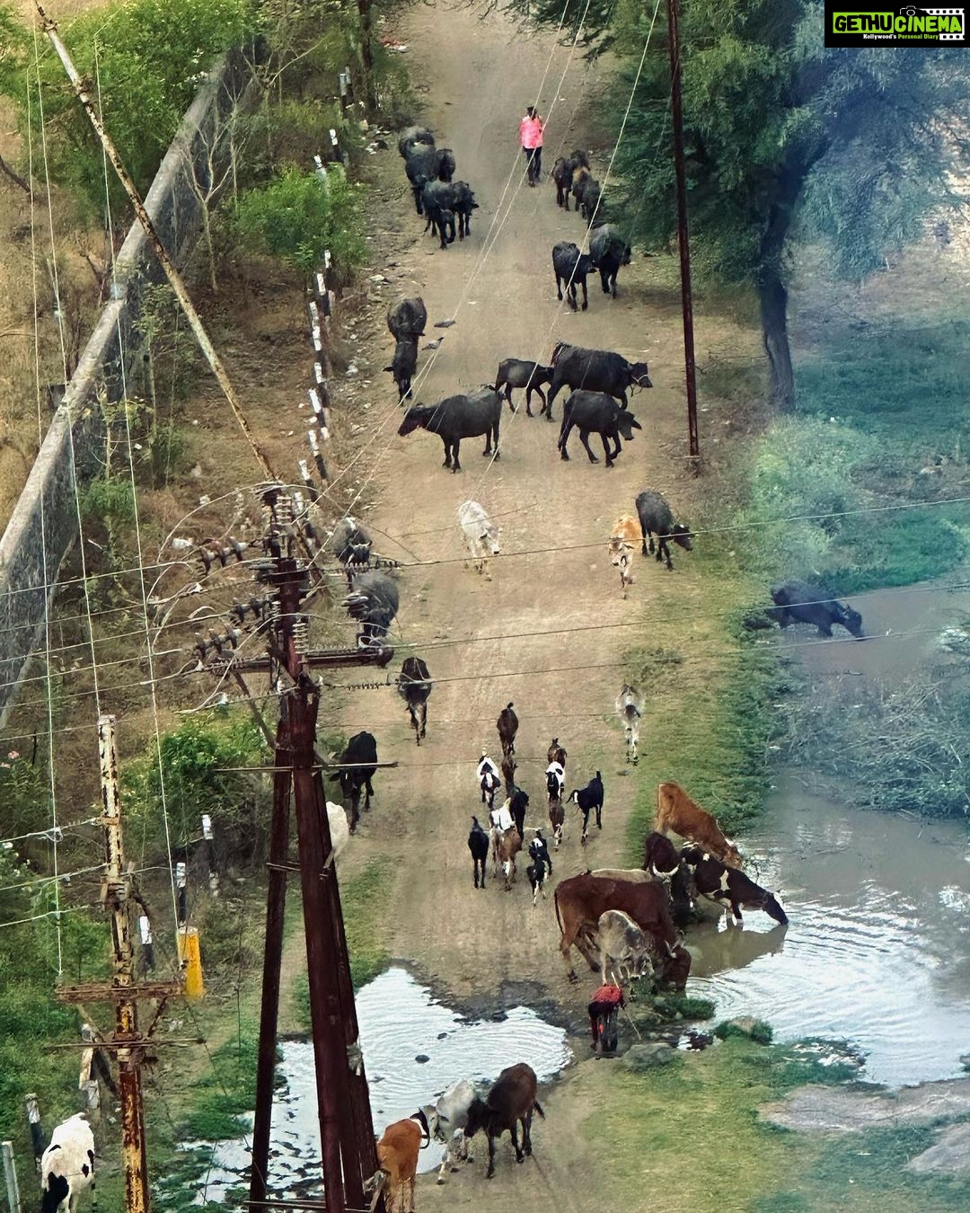 Farhan Akhtar Instagram - Looked out the hotel room window in #Indore this evening and saw this beautiful gathering. Hope it comforts you as it did me. ♥️ #faroutdoors