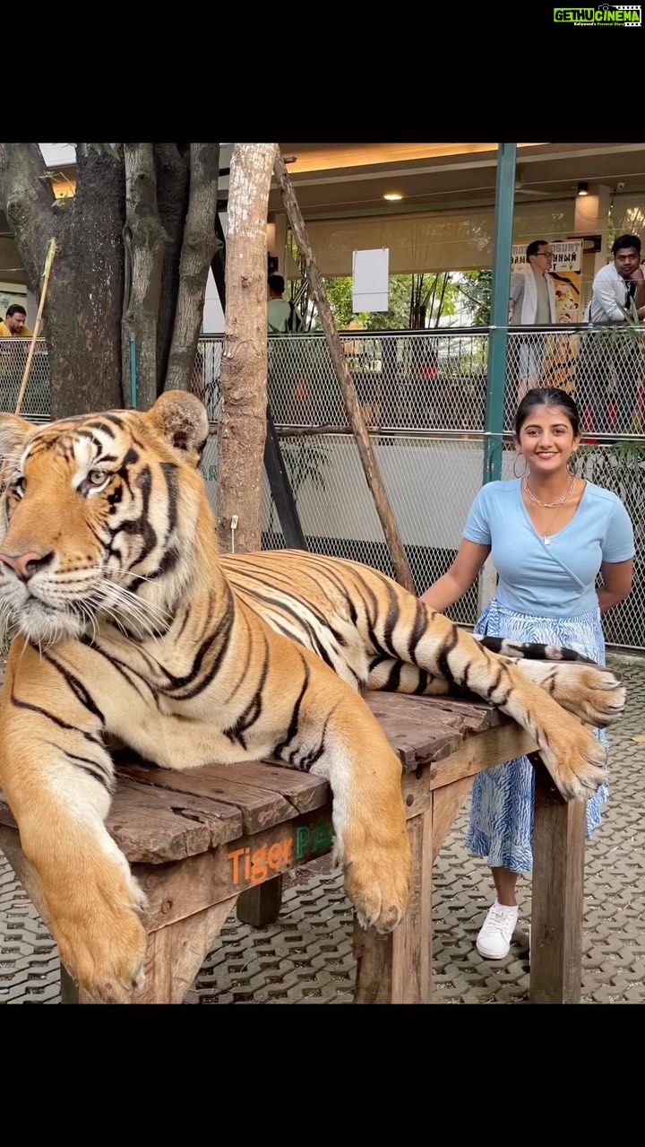 Gabriella Charlton Instagram - Guthikum bodhu varadha bayam Tiger vala pidikum bodhu varudhu😆 Thrilling moment in Thailand 🙈 Full video coming up on #GabriellaCharlton YouTube channel.
