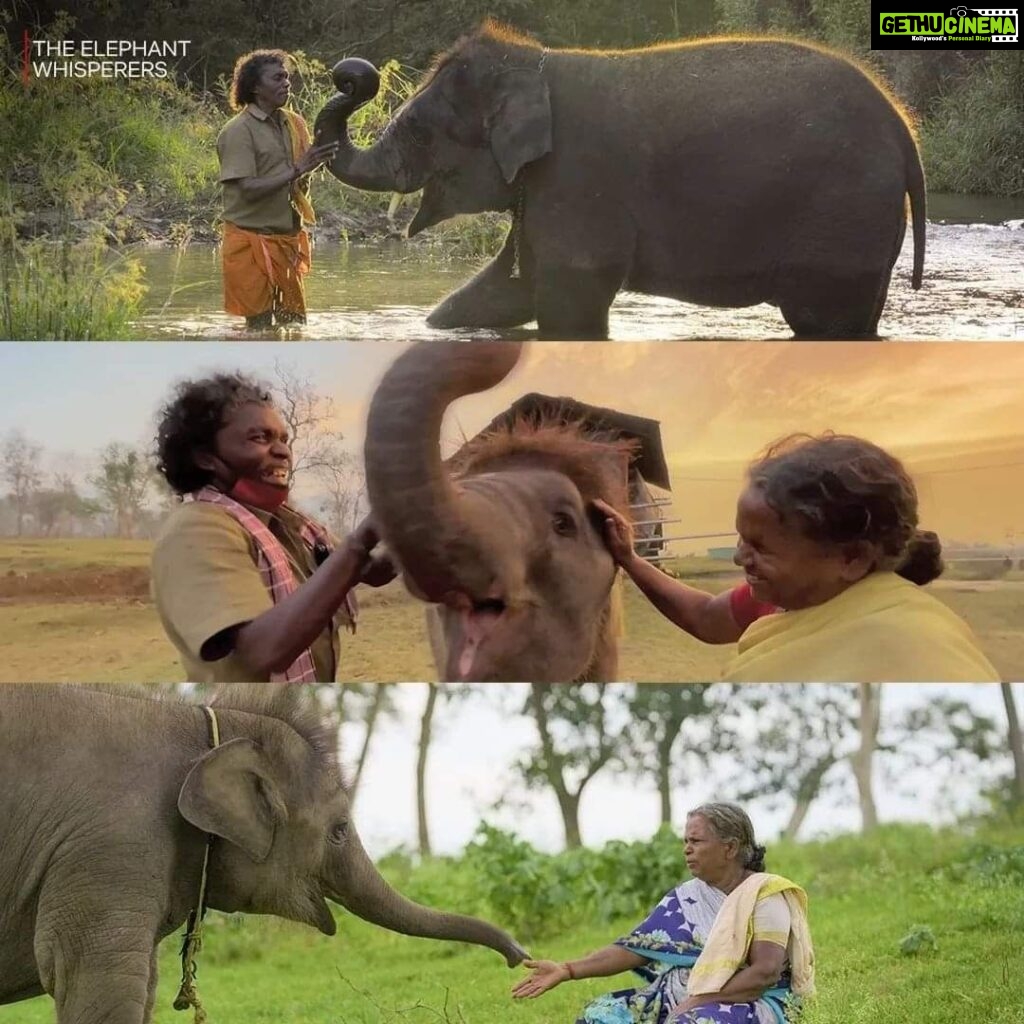 Ghibran Instagram - Heartfelt congratulations to The Elephant Whispers' team for winning the Oscar for Best Documentary Short Film. @guneetmonga @kartikigonsalves Thank you for making us proud. It's a double treat for all Indians! #oscar