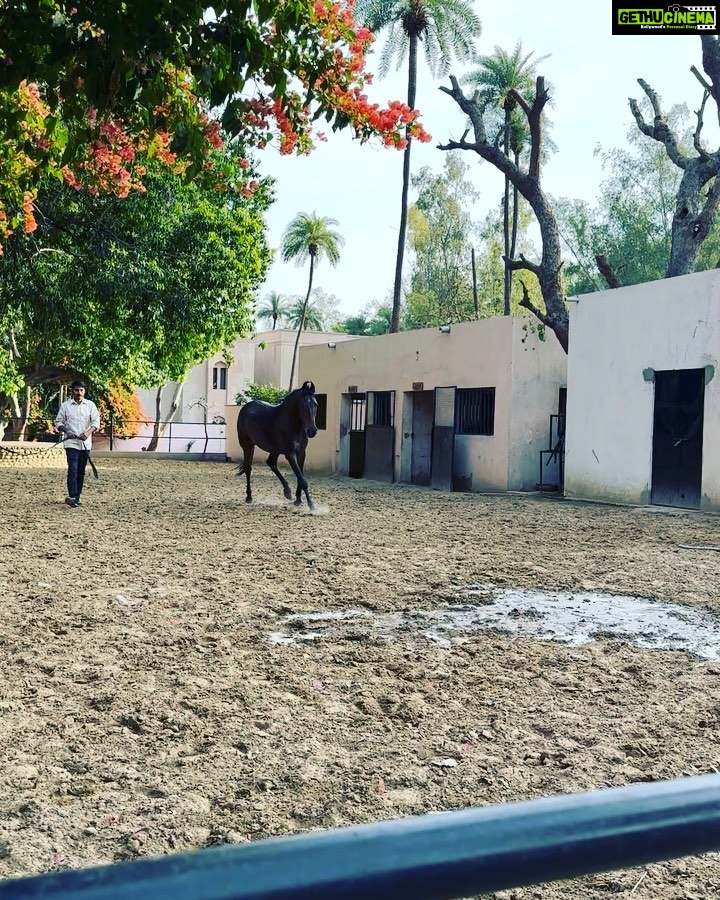 Gul Panag Instagram - A Sunday like Sundays should be. Relaxing . Doing nothing. Lazing by the pool and playing in the pool! Nihal made friends and spent a good part of the day in the pool before heading to the pool in the villa! We had a tough time getting him out for lunch. And then he went right back in. 💁🏻♀️ Tea time came with a camel and a visit to the stables to meet the horses. Some croquet and a trip to the vegetable garden. I was happy to see somethings from the garden on my dinner plate.😊 #weekend #weekendvibes @amanbagh #amanbagh #AmanResorts #thespiritofaman Amanbagh