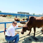 Gul Panag Instagram - Spent the morning with these gentle creatures at our family dairy farm @savera_godhan_agri_farm 🐄🐮. Growing up as a kid at Tittar Lodge, our grand father Col Shamsher Singh’s farm, a lot of my time was spent with the cows and buffaloes we kept. I would accompany my grandparents as they milked the cows and eventually learn to milk them too. I was exactly Nihal’s age in fact when I lived here with them. When ever there was a new calf, it would become my play mate. By the time I was 6, I was given charge of my very own calf, Laddu( named by me💁🏻‍♀️). I had to feed her and clean her stall with my very own small phauda( a wooden shovel for shovelling cow dung - which would find its way, via a wheelbarrow, into our gobar gas plant ). A great part of the farm life was spending time with my cousins @simritkaur34 @simranpotnis , @vikramjitpanag and @vortex.generator who although older, always included me in their activities. All of us would do farm things together, take care of the animals, help at the farm and even get down and dirty doing kaddu before sowing paddy. Some years later when our grandparents stopped keeping the animals, something seemed missing. So I was beyond delighted when my cousin Vikram( last photo) set up this dairy farm. The majority of the cows we have here are the Sahiwal breed with a few Gir and Rathi. These are the cows of the old Indian era and are said to have come out during the samundar manthan and were given to the sages or rishis. They are the present Indian breed and are made for this weather. The milk from these cows is the A2 quality milk which is the best in terms of health . The old folks call it " sau marz ki ek dawa". Very good for children, pregnant women and old folks, it has the least uric acid and very light and easy to digest. The cows give only 8-15 ltr milk per day and require care and love. But the milk is pure.❤️ If you live in the Tricity area, and would like to try, please do reach out to @savera_godhan_agri_farm . #desicow #puremilk Mahadian ਮਹੱਦੀਆਂ