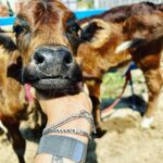 Gul Panag Instagram - Spent the morning with these gentle creatures at our family dairy farm @savera_godhan_agri_farm 🐄🐮. Growing up as a kid at Tittar Lodge, our grand father Col Shamsher Singh’s farm, a lot of my time was spent with the cows and buffaloes we kept. I would accompany my grandparents as they milked the cows and eventually learn to milk them too. I was exactly Nihal’s age in fact when I lived here with them. When ever there was a new calf, it would become my play mate. By the time I was 6, I was given charge of my very own calf, Laddu( named by me💁🏻‍♀️). I had to feed her and clean her stall with my very own small phauda( a wooden shovel for shovelling cow dung - which would find its way, via a wheelbarrow, into our gobar gas plant ). A great part of the farm life was spending time with my cousins @simritkaur34 @simranpotnis , @vikramjitpanag and @vortex.generator who although older, always included me in their activities. All of us would do farm things together, take care of the animals, help at the farm and even get down and dirty doing kaddu before sowing paddy. Some years later when our grandparents stopped keeping the animals, something seemed missing. So I was beyond delighted when my cousin Vikram( last photo) set up this dairy farm. The majority of the cows we have here are the Sahiwal breed with a few Gir and Rathi. These are the cows of the old Indian era and are said to have come out during the samundar manthan and were given to the sages or rishis. They are the present Indian breed and are made for this weather. The milk from these cows is the A2 quality milk which is the best in terms of health . The old folks call it " sau marz ki ek dawa". Very good for children, pregnant women and old folks, it has the least uric acid and very light and easy to digest. The cows give only 8-15 ltr milk per day and require care and love. But the milk is pure.❤️ If you live in the Tricity area, and would like to try, please do reach out to @savera_godhan_agri_farm . #desicow #puremilk Mahadian ਮਹੱਦੀਆਂ