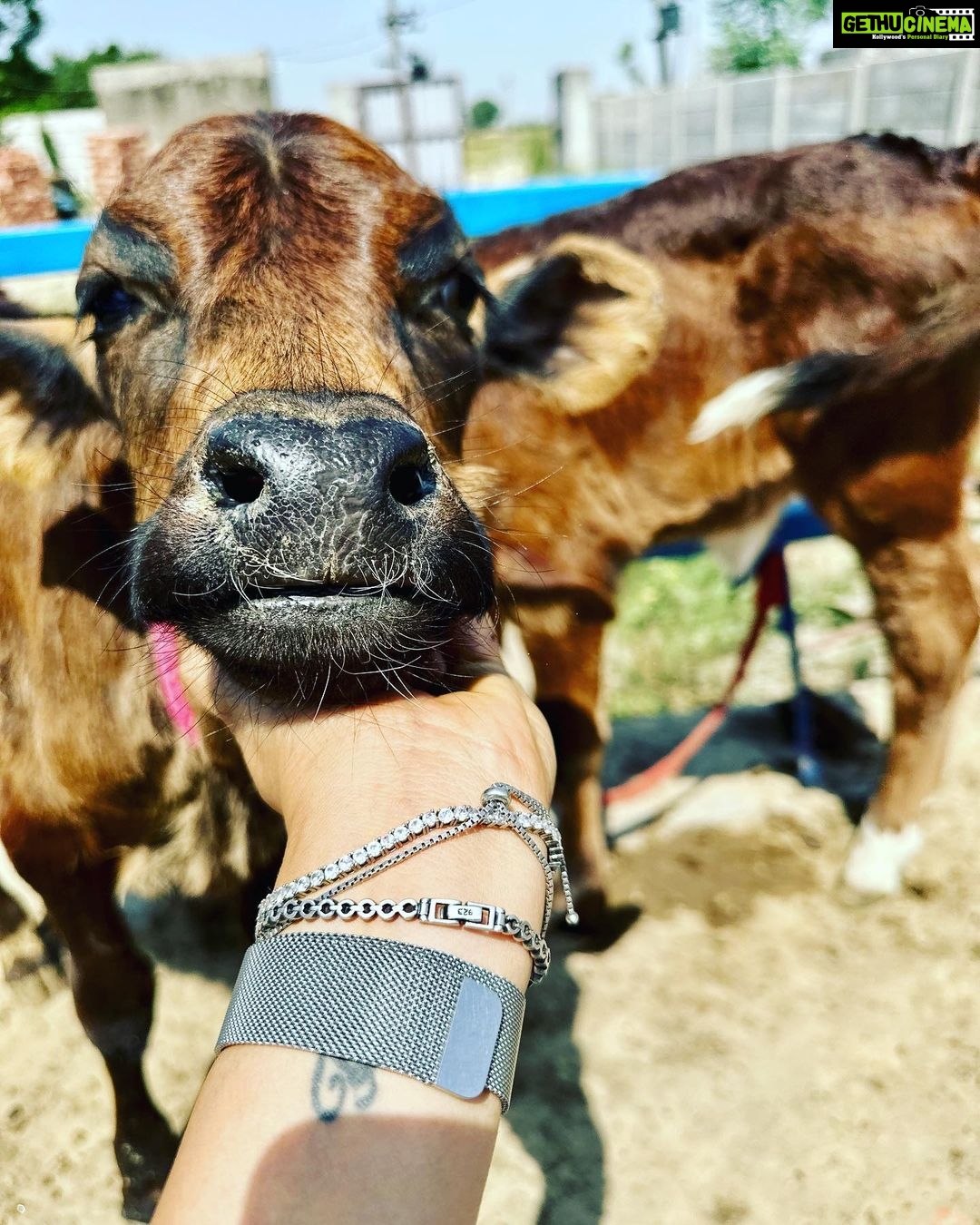 Gul Panag Instagram - Spent the morning with these gentle creatures at our family dairy farm @savera_godhan_agri_farm 🐄🐮. Growing up as a kid at Tittar Lodge, our grand father Col Shamsher Singh’s farm, a lot of my time was spent with the cows and buffaloes we kept. I would accompany my grandparents as they milked the cows and eventually learn to milk them too. I was exactly Nihal’s age in fact when I lived here with them. When ever there was a new calf, it would become my play mate. By the time I was 6, I was given charge of my very own calf, Laddu( named by me💁🏻♀️). I had to feed her and clean her stall with my very own small phauda( a wooden shovel for shovelling cow dung - which would find its way, via a wheelbarrow, into our gobar gas plant ). A great part of the farm life was spending time with my cousins @simritkaur34 @simranpotnis , @vikramjitpanag and @vortex.generator who although older, always included me in their activities. All of us would do farm things together, take care of the animals, help at the farm and even get down and dirty doing kaddu before sowing paddy. Some years later when our grandparents stopped keeping the animals, something seemed missing. So I was beyond delighted when my cousin Vikram( last photo) set up this dairy farm. The majority of the cows we have here are the Sahiwal breed with a few Gir and Rathi. These are the cows of the old Indian era and are said to have come out during the samundar manthan and were given to the sages or rishis. They are the present Indian breed and are made for this weather. The milk from these cows is the A2 quality milk which is the best in terms of health . The old folks call it " sau marz ki ek dawa". Very good for children, pregnant women and old folks, it has the least uric acid and very light and easy to digest. The cows give only 8-15 ltr milk per day and require care and love. But the milk is pure.❤️ If you live in the Tricity area, and would like to try, please do reach out to @savera_godhan_agri_farm . #desicow #puremilk Mahadian ਮਹੱਦੀਆਂ