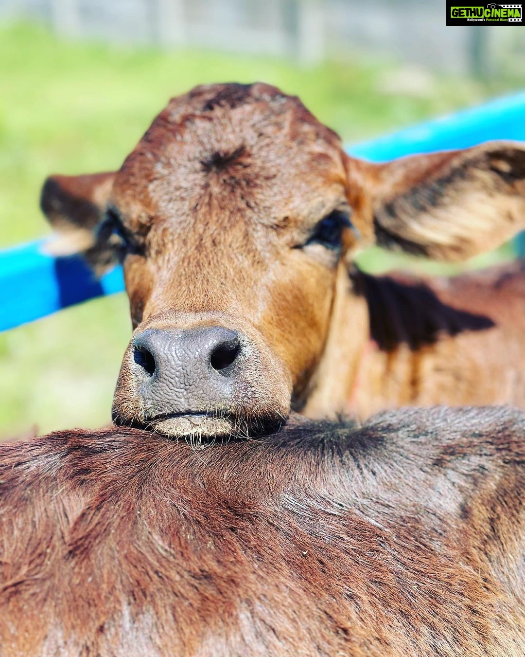 Gul Panag Instagram - Spent the morning with these gentle creatures at our family dairy farm @savera_godhan_agri_farm 🐄🐮. Growing up as a kid at Tittar Lodge, our grand father Col Shamsher Singh’s farm, a lot of my time was spent with the cows and buffaloes we kept. I would accompany my grandparents as they milked the cows and eventually learn to milk them too. I was exactly Nihal’s age in fact when I lived here with them. When ever there was a new calf, it would become my play mate. By the time I was 6, I was given charge of my very own calf, Laddu( named by me💁🏻♀️). I had to feed her and clean her stall with my very own small phauda( a wooden shovel for shovelling cow dung - which would find its way, via a wheelbarrow, into our gobar gas plant ). A great part of the farm life was spending time with my cousins @simritkaur34 @simranpotnis , @vikramjitpanag and @vortex.generator who although older, always included me in their activities. All of us would do farm things together, take care of the animals, help at the farm and even get down and dirty doing kaddu before sowing paddy. Some years later when our grandparents stopped keeping the animals, something seemed missing. So I was beyond delighted when my cousin Vikram( last photo) set up this dairy farm. The majority of the cows we have here are the Sahiwal breed with a few Gir and Rathi. These are the cows of the old Indian era and are said to have come out during the samundar manthan and were given to the sages or rishis. They are the present Indian breed and are made for this weather. The milk from these cows is the A2 quality milk which is the best in terms of health . The old folks call it " sau marz ki ek dawa". Very good for children, pregnant women and old folks, it has the least uric acid and very light and easy to digest. The cows give only 8-15 ltr milk per day and require care and love. But the milk is pure.❤️ If you live in the Tricity area, and would like to try, please do reach out to @savera_godhan_agri_farm . #desicow #puremilk Mahadian ਮਹੱਦੀਆਂ