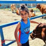 Gul Panag Instagram - Spent the morning with these gentle creatures at our family dairy farm @savera_godhan_agri_farm 🐄🐮. Growing up as a kid at Tittar Lodge, our grand father Col Shamsher Singh’s farm, a lot of my time was spent with the cows and buffaloes we kept. I would accompany my grandparents as they milked the cows and eventually learn to milk them too. I was exactly Nihal’s age in fact when I lived here with them. When ever there was a new calf, it would become my play mate. By the time I was 6, I was given charge of my very own calf, Laddu( named by me💁🏻‍♀️). I had to feed her and clean her stall with my very own small phauda( a wooden shovel for shovelling cow dung - which would find its way, via a wheelbarrow, into our gobar gas plant ). A great part of the farm life was spending time with my cousins @simritkaur34 @simranpotnis , @vikramjitpanag and @vortex.generator who although older, always included me in their activities. All of us would do farm things together, take care of the animals, help at the farm and even get down and dirty doing kaddu before sowing paddy. Some years later when our grandparents stopped keeping the animals, something seemed missing. So I was beyond delighted when my cousin Vikram( last photo) set up this dairy farm. The majority of the cows we have here are the Sahiwal breed with a few Gir and Rathi. These are the cows of the old Indian era and are said to have come out during the samundar manthan and were given to the sages or rishis. They are the present Indian breed and are made for this weather. The milk from these cows is the A2 quality milk which is the best in terms of health . The old folks call it " sau marz ki ek dawa". Very good for children, pregnant women and old folks, it has the least uric acid and very light and easy to digest. The cows give only 8-15 ltr milk per day and require care and love. But the milk is pure.❤️ If you live in the Tricity area, and would like to try, please do reach out to @savera_godhan_agri_farm . #desicow #puremilk Mahadian ਮਹੱਦੀਆਂ