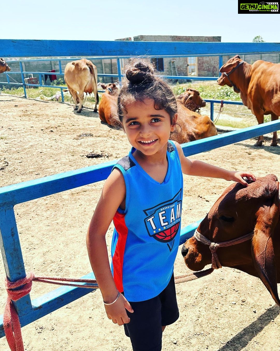 Gul Panag Instagram - Spent the morning with these gentle creatures at our family dairy farm @savera_godhan_agri_farm 🐄🐮. Growing up as a kid at Tittar Lodge, our grand father Col Shamsher Singh’s farm, a lot of my time was spent with the cows and buffaloes we kept. I would accompany my grandparents as they milked the cows and eventually learn to milk them too. I was exactly Nihal’s age in fact when I lived here with them. When ever there was a new calf, it would become my play mate. By the time I was 6, I was given charge of my very own calf, Laddu( named by me💁🏻♀️). I had to feed her and clean her stall with my very own small phauda( a wooden shovel for shovelling cow dung - which would find its way, via a wheelbarrow, into our gobar gas plant ). A great part of the farm life was spending time with my cousins @simritkaur34 @simranpotnis , @vikramjitpanag and @vortex.generator who although older, always included me in their activities. All of us would do farm things together, take care of the animals, help at the farm and even get down and dirty doing kaddu before sowing paddy. Some years later when our grandparents stopped keeping the animals, something seemed missing. So I was beyond delighted when my cousin Vikram( last photo) set up this dairy farm. The majority of the cows we have here are the Sahiwal breed with a few Gir and Rathi. These are the cows of the old Indian era and are said to have come out during the samundar manthan and were given to the sages or rishis. They are the present Indian breed and are made for this weather. The milk from these cows is the A2 quality milk which is the best in terms of health . The old folks call it " sau marz ki ek dawa". Very good for children, pregnant women and old folks, it has the least uric acid and very light and easy to digest. The cows give only 8-15 ltr milk per day and require care and love. But the milk is pure.❤️ If you live in the Tricity area, and would like to try, please do reach out to @savera_godhan_agri_farm . #desicow #puremilk Mahadian ਮਹੱਦੀਆਂ