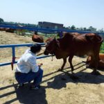 Gul Panag Instagram - Spent the morning with these gentle creatures at our family dairy farm @savera_godhan_agri_farm 🐄🐮. Growing up as a kid at Tittar Lodge, our grand father Col Shamsher Singh’s farm, a lot of my time was spent with the cows and buffaloes we kept. I would accompany my grandparents as they milked the cows and eventually learn to milk them too. I was exactly Nihal’s age in fact when I lived here with them. When ever there was a new calf, it would become my play mate. By the time I was 6, I was given charge of my very own calf, Laddu( named by me💁🏻‍♀️). I had to feed her and clean her stall with my very own small phauda( a wooden shovel for shovelling cow dung - which would find its way, via a wheelbarrow, into our gobar gas plant ). A great part of the farm life was spending time with my cousins @simritkaur34 @simranpotnis , @vikramjitpanag and @vortex.generator who although older, always included me in their activities. All of us would do farm things together, take care of the animals, help at the farm and even get down and dirty doing kaddu before sowing paddy. Some years later when our grandparents stopped keeping the animals, something seemed missing. So I was beyond delighted when my cousin Vikram( last photo) set up this dairy farm. The majority of the cows we have here are the Sahiwal breed with a few Gir and Rathi. These are the cows of the old Indian era and are said to have come out during the samundar manthan and were given to the sages or rishis. They are the present Indian breed and are made for this weather. The milk from these cows is the A2 quality milk which is the best in terms of health . The old folks call it " sau marz ki ek dawa". Very good for children, pregnant women and old folks, it has the least uric acid and very light and easy to digest. The cows give only 8-15 ltr milk per day and require care and love. But the milk is pure.❤️ If you live in the Tricity area, and would like to try, please do reach out to @savera_godhan_agri_farm . #desicow #puremilk Mahadian ਮਹੱਦੀਆਂ
