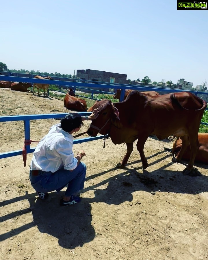 Gul Panag Instagram - Spent the morning with these gentle creatures at our family dairy farm @savera_godhan_agri_farm 🐄🐮. Growing up as a kid at Tittar Lodge, our grand father Col Shamsher Singh’s farm, a lot of my time was spent with the cows and buffaloes we kept. I would accompany my grandparents as they milked the cows and eventually learn to milk them too. I was exactly Nihal’s age in fact when I lived here with them. When ever there was a new calf, it would become my play mate. By the time I was 6, I was given charge of my very own calf, Laddu( named by me💁🏻‍♀️). I had to feed her and clean her stall with my very own small phauda( a wooden shovel for shovelling cow dung - which would find its way, via a wheelbarrow, into our gobar gas plant ). A great part of the farm life was spending time with my cousins @simritkaur34 @simranpotnis , @vikramjitpanag and @vortex.generator who although older, always included me in their activities. All of us would do farm things together, take care of the animals, help at the farm and even get down and dirty doing kaddu before sowing paddy. Some years later when our grandparents stopped keeping the animals, something seemed missing. So I was beyond delighted when my cousin Vikram( last photo) set up this dairy farm. The majority of the cows we have here are the Sahiwal breed with a few Gir and Rathi. These are the cows of the old Indian era and are said to have come out during the samundar manthan and were given to the sages or rishis. They are the present Indian breed and are made for this weather. The milk from these cows is the A2 quality milk which is the best in terms of health . The old folks call it " sau marz ki ek dawa". Very good for children, pregnant women and old folks, it has the least uric acid and very light and easy to digest. The cows give only 8-15 ltr milk per day and require care and love. But the milk is pure.❤️ If you live in the Tricity area, and would like to try, please do reach out to @savera_godhan_agri_farm . #desicow #puremilk Mahadian ਮਹੱਦੀਆਂ