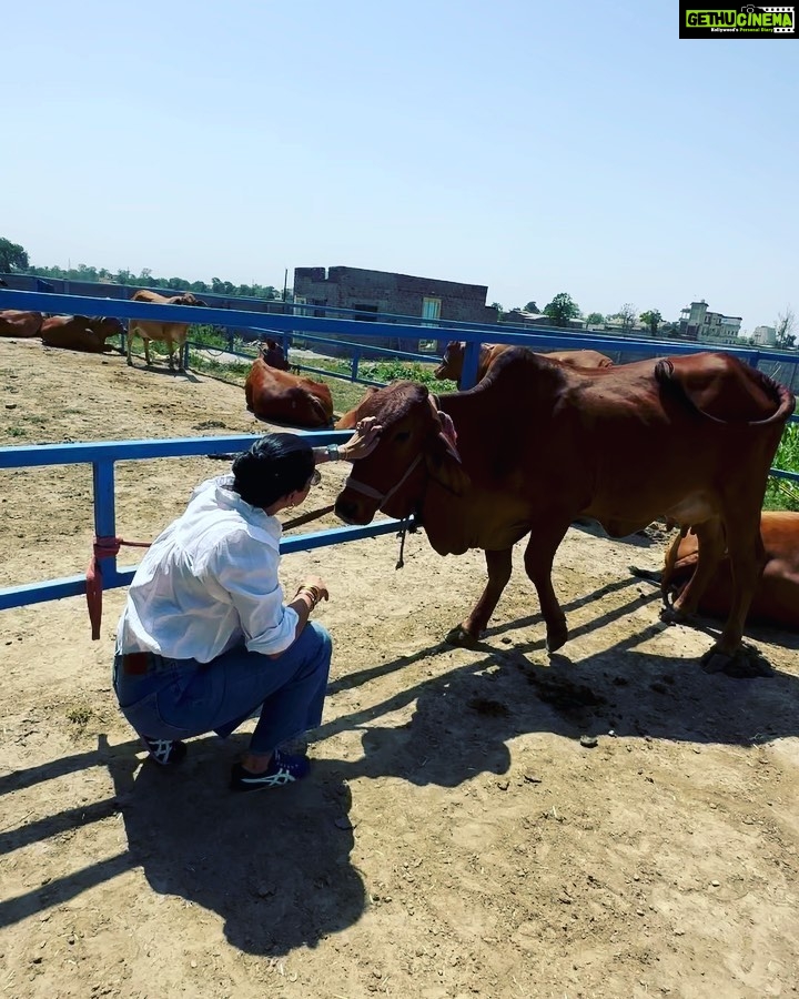 Gul Panag Instagram - Spent the morning with these gentle creatures at our family dairy farm @savera_godhan_agri_farm 🐄🐮. Growing up as a kid at Tittar Lodge, our grand father Col Shamsher Singh’s farm, a lot of my time was spent with the cows and buffaloes we kept. I would accompany my grandparents as they milked the cows and eventually learn to milk them too. I was exactly Nihal’s age in fact when I lived here with them. When ever there was a new calf, it would become my play mate. By the time I was 6, I was given charge of my very own calf, Laddu( named by me💁🏻♀️). I had to feed her and clean her stall with my very own small phauda( a wooden shovel for shovelling cow dung - which would find its way, via a wheelbarrow, into our gobar gas plant ). A great part of the farm life was spending time with my cousins @simritkaur34 @simranpotnis , @vikramjitpanag and @vortex.generator who although older, always included me in their activities. All of us would do farm things together, take care of the animals, help at the farm and even get down and dirty doing kaddu before sowing paddy. Some years later when our grandparents stopped keeping the animals, something seemed missing. So I was beyond delighted when my cousin Vikram( last photo) set up this dairy farm. The majority of the cows we have here are the Sahiwal breed with a few Gir and Rathi. These are the cows of the old Indian era and are said to have come out during the samundar manthan and were given to the sages or rishis. They are the present Indian breed and are made for this weather. The milk from these cows is the A2 quality milk which is the best in terms of health . The old folks call it " sau marz ki ek dawa". Very good for children, pregnant women and old folks, it has the least uric acid and very light and easy to digest. The cows give only 8-15 ltr milk per day and require care and love. But the milk is pure.❤️ If you live in the Tricity area, and would like to try, please do reach out to @savera_godhan_agri_farm . #desicow #puremilk Mahadian ਮਹੱਦੀਆਂ