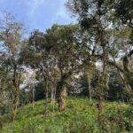 Haricharan Instagram - Wishing you all a Happy New year 2023 from the “Wild” May there be good health, Success, truckloads of Good music and may all your dreams come true. #wayanad Wayanad Wild, CGH Earth