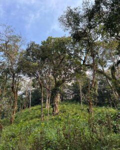 Haricharan Instagram - Wishing you all a Happy New year 2023 from the “Wild”

May there be good health, Success, truckloads of Good music and may all your dreams come true. 

#wayanad