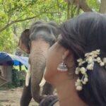 Haritha G Nair Instagram - 1M Jaangooo...😂😂😂 #Elephant #travelstories #fun #instareels #reelsgram #guruvayoor #aanakotta #travelvibes #travelgram #siblingsgoals #harithagirigeeth #shyaamambaram #zeekeralam