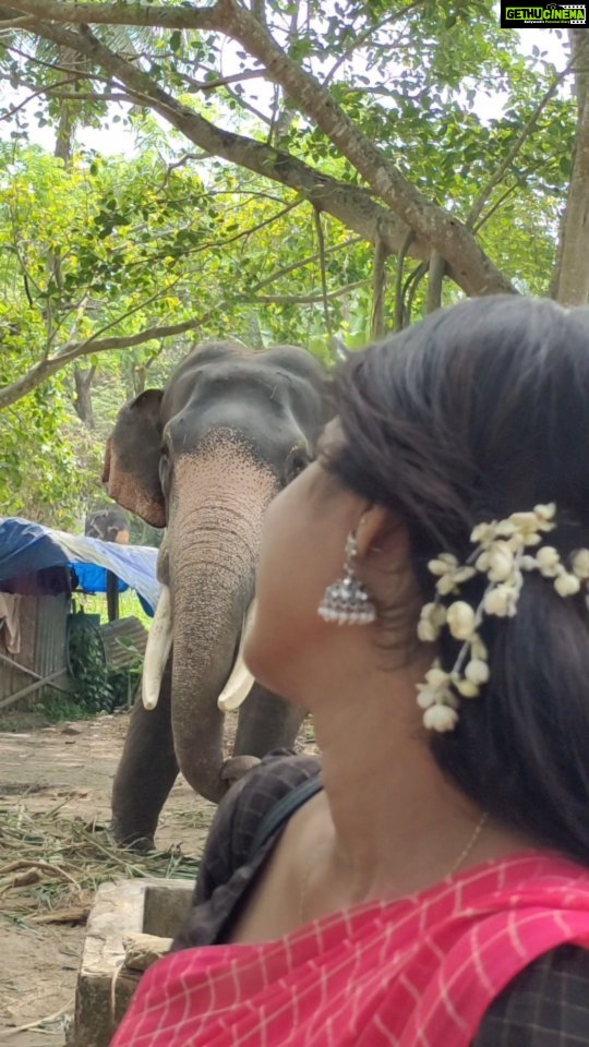 Haritha G Nair Instagram - 1M Jaangooo...😂😂😂 #Elephant #travelstories #fun #instareels #reelsgram #guruvayoor #aanakotta #travelvibes #travelgram #siblingsgoals #harithagirigeeth #shyaamambaram #zeekeralam
