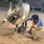 Hiphop Tamizha Instagram - Its always amazing to understand the thought process of an animal. Its a different feeling to be around animals. Bulls are magnificent creatures that have a great impact on your mindset. They teach you to be fearless, bold, aggressive but also to be loving and kind at the same time. It was an honour sharing the screen space with Raja as Marudhu in #anbarivu ❤️