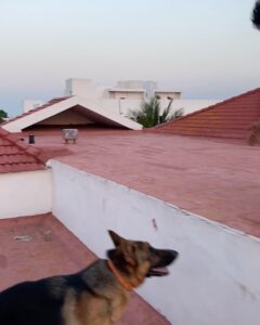 Hiphop Tamizha Instagram - Training my boy #ila