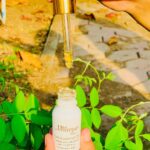 Isha Malviya Instagram - "don't chase, get chosen."🌟 . Pure Essential Oil @milagro.beauty enriched with 24k gold always keep your skin hydrated and moisturised to make it healthy and glowy💕 . #24kpuressentialoil Pro Tip: Customise the coverage and finish of your foundation👸🏼 Use this exuberant fomula to tailor your base👸🏼 Add one drop 💧 for a little glow, two drops 💧💧 for a natural radiance three drops 💧💧💧 for sheer illumination...💫 . SHOP:www.milagrobeauty.in USE CODE “ishamalviya20” to avail 20% off. #milagrobeautypureessentialoil #naturalglow #goldface #spaathome #essentialoils #skincaremeetsbeauty #ibelieveinmilagro #beautytips #foundationhack